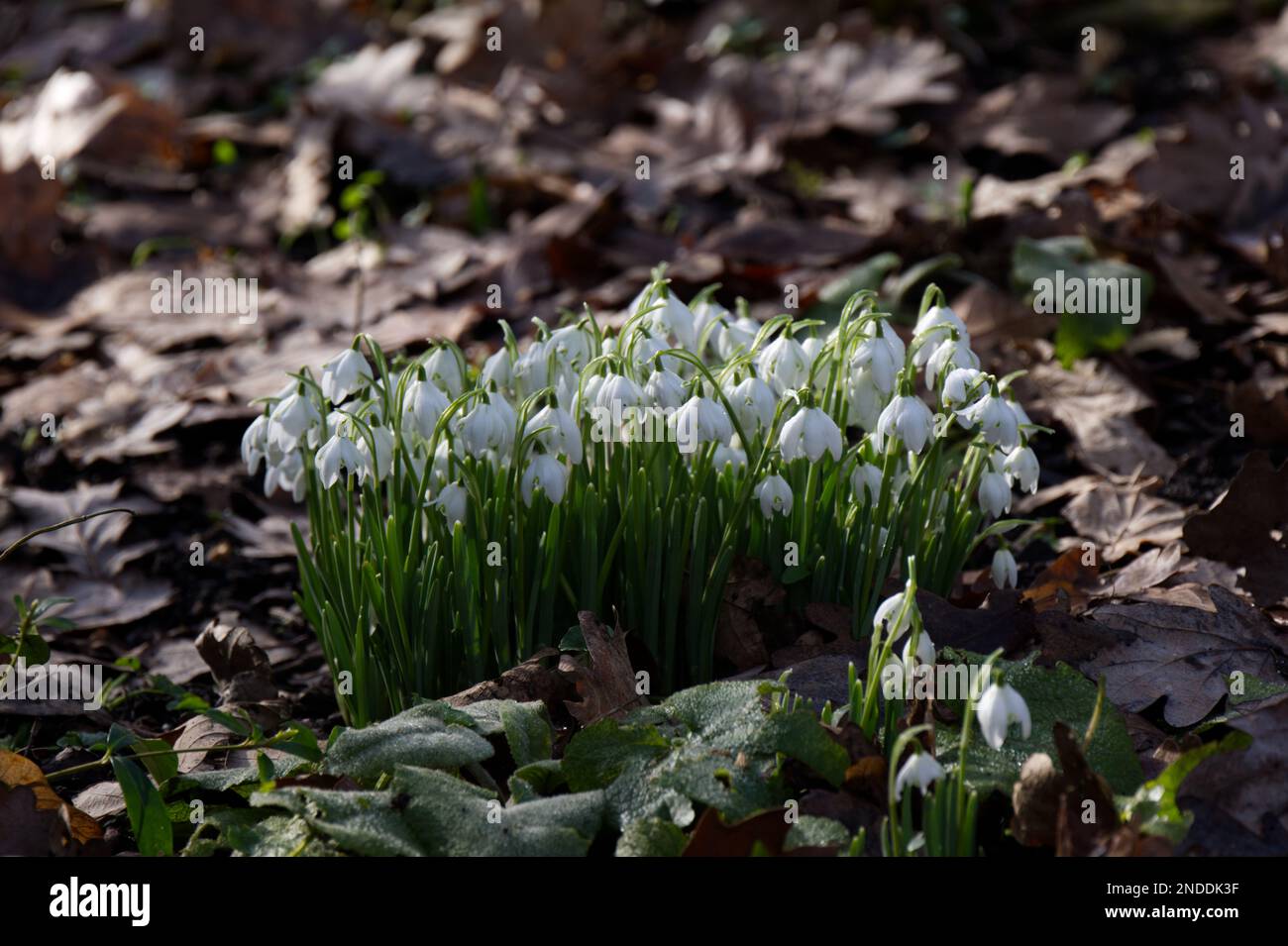 white winter flowers of double snowdrops, Galanthus nivalis f. pleniflorus 'Flore Pleno' growing