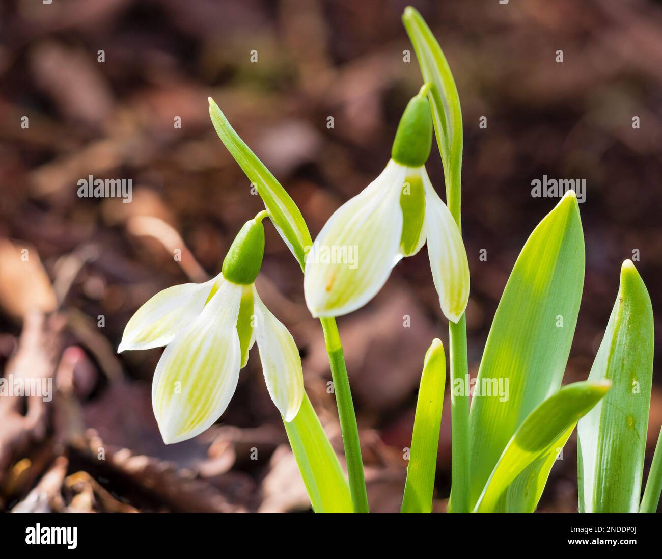 February flowers of the hardy, viridescent snowdrop, Galanthus elwesii 'Rosemary Burnham' Stock Photo