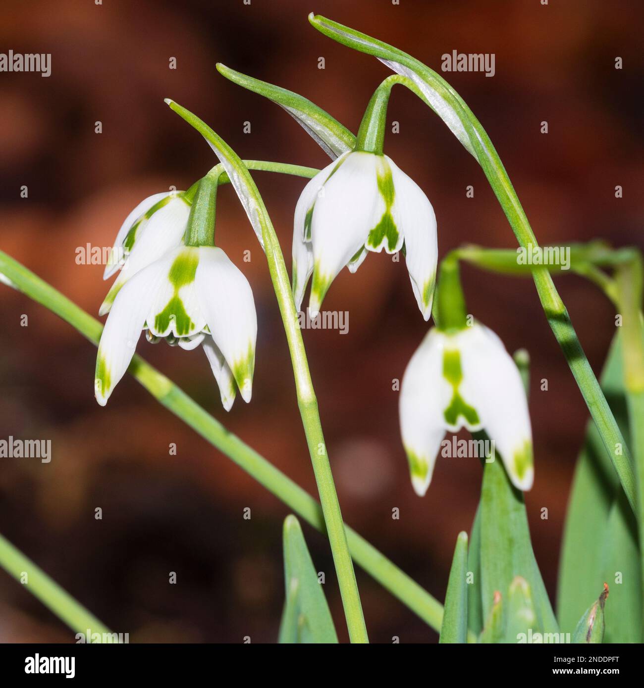 January flowers of the well marked, early blooming double snowdrop, Galanthus 'Franz Joseph' Stock Photo