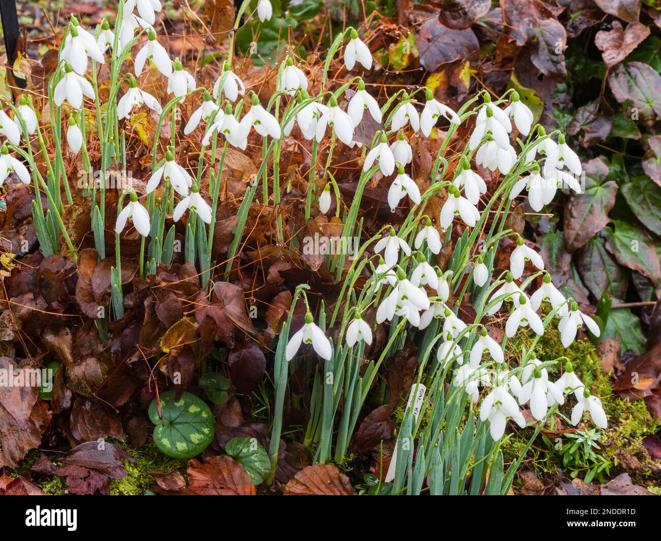 January flowers of the hardy, early blooming snowdrop, Galanthus elwesii 'Mrs McNamara' Stock Photo