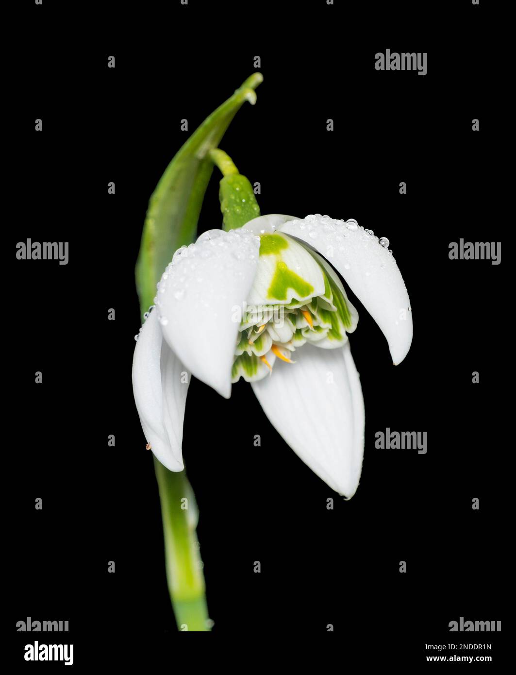 Winter flower of the hardy double snowdrop Galanthus 'Richard Ayres' Stock Photo