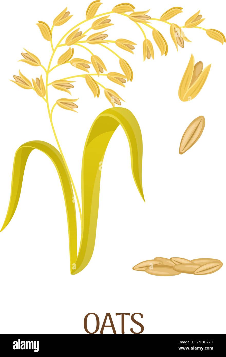 Oats cartoon illustration. Cereal grain farm crop isolated on white