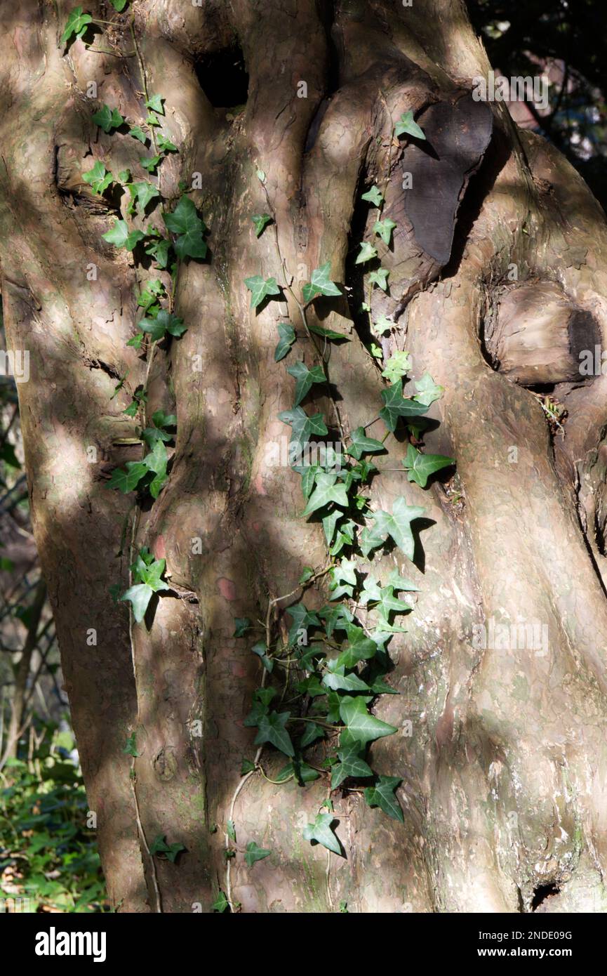 Common ivy, Hedera helix, growing up an English yew tree Taxus baccata UK February Stock Photo