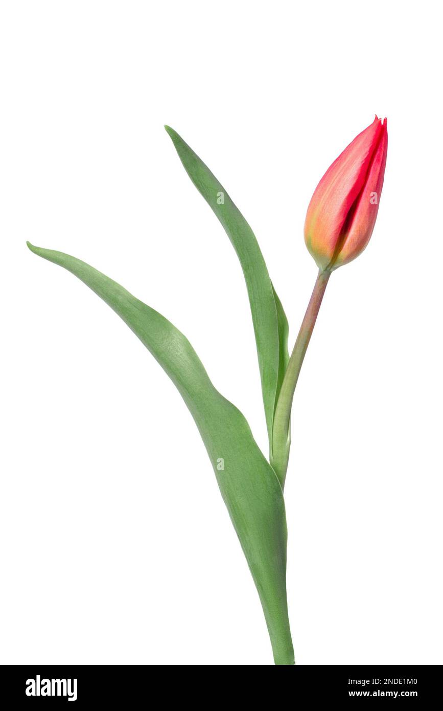 Tulip on a white background Stock Photo - Alamy
