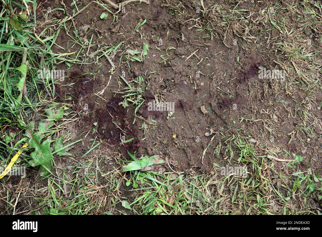 Blood stains are seen on the ground where wanted fugitive Raoul Thomas