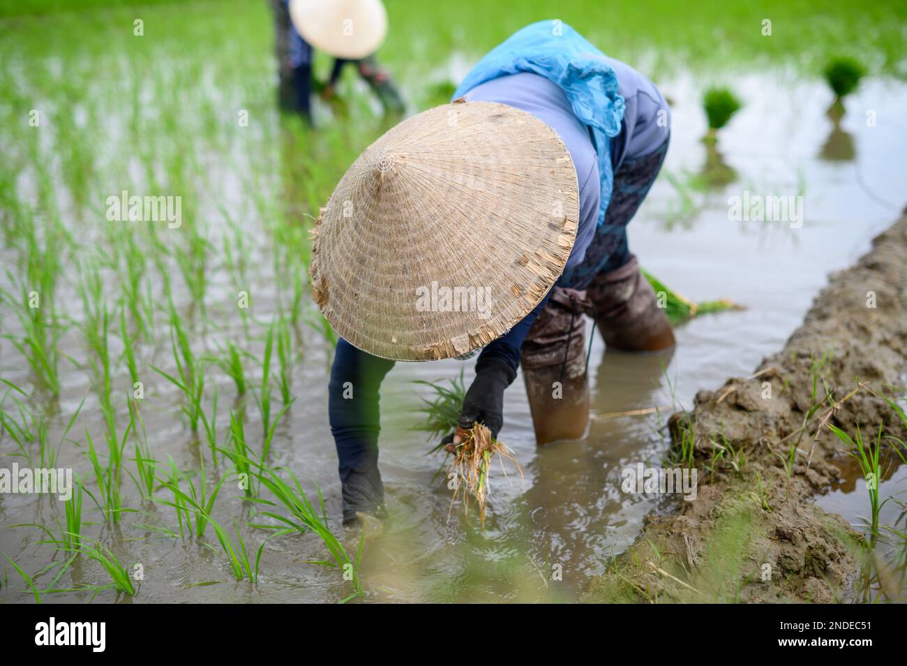 Anonymous farmer in cone hat collecting rice on water field in ...