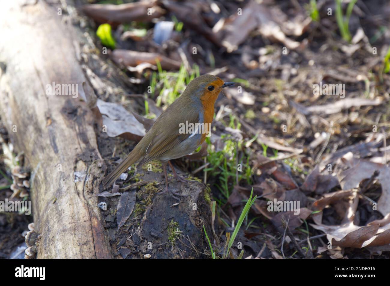 European robin rubecula British on a fallen branch in UK woodland February Stock Photo