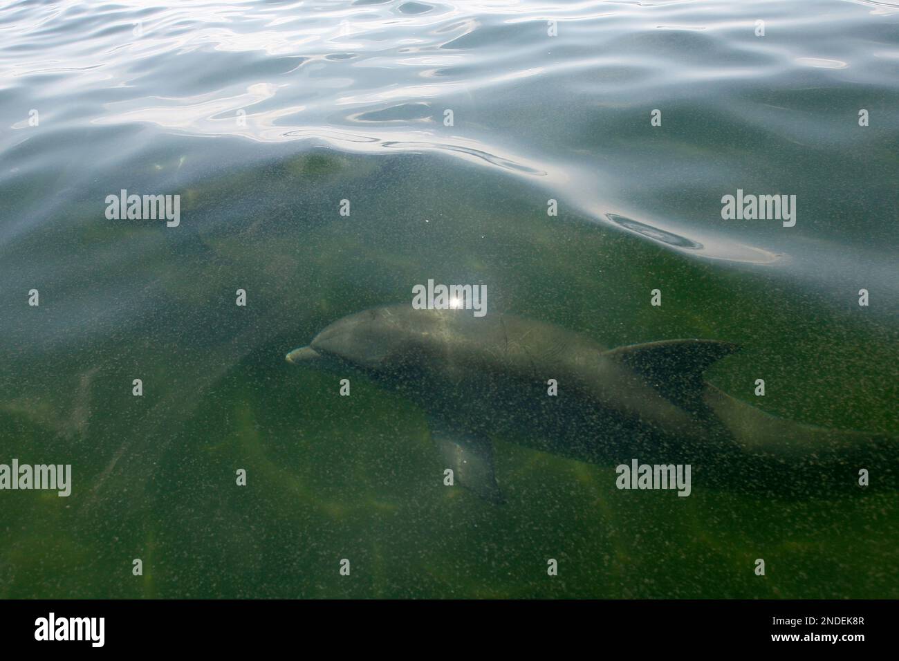 A pod of Bottle Nose dolphins swim under the oily water of Chandeleur
