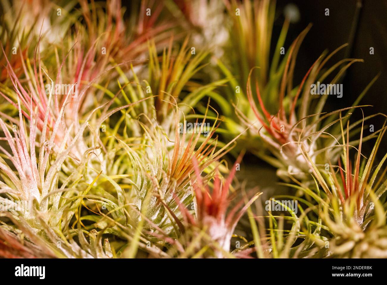 Tillandsia trendy exotic plants grows without soil. Unusual green pink