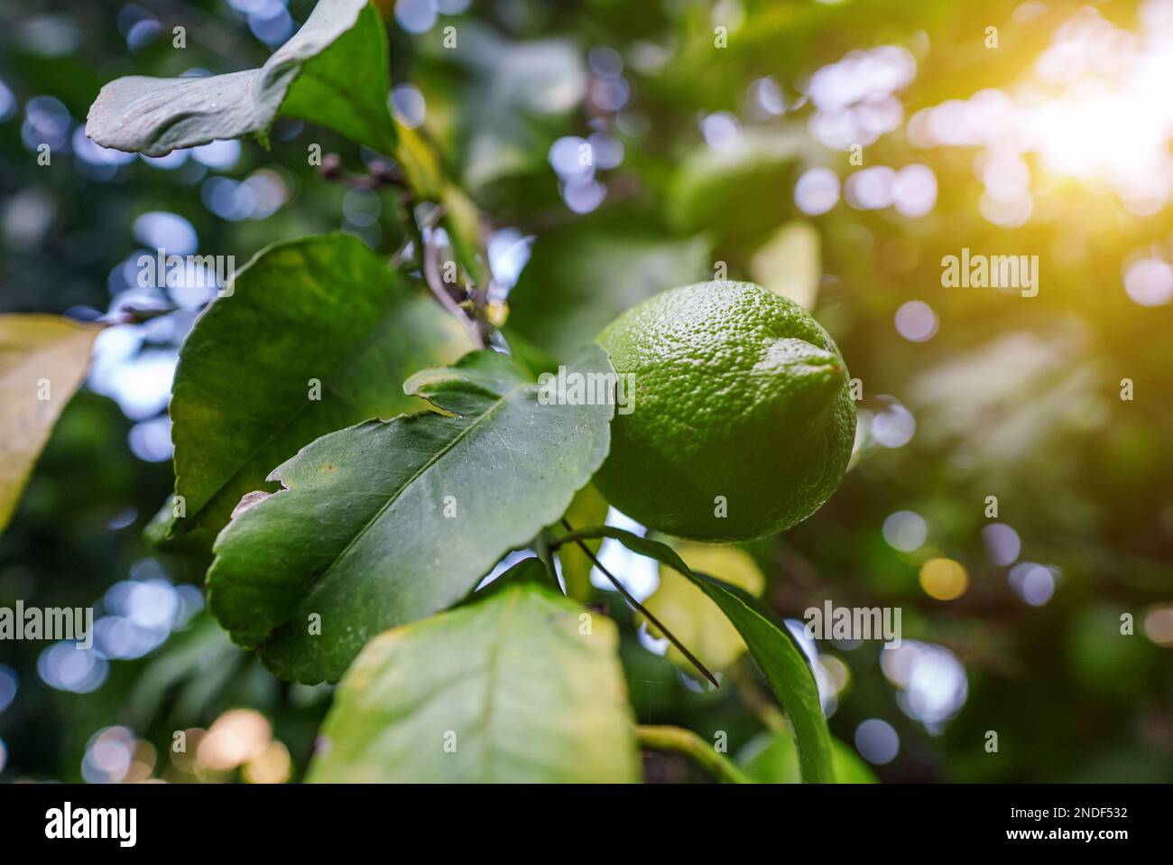 Limes growing on a tree hi-res stock photography and images - Alamy