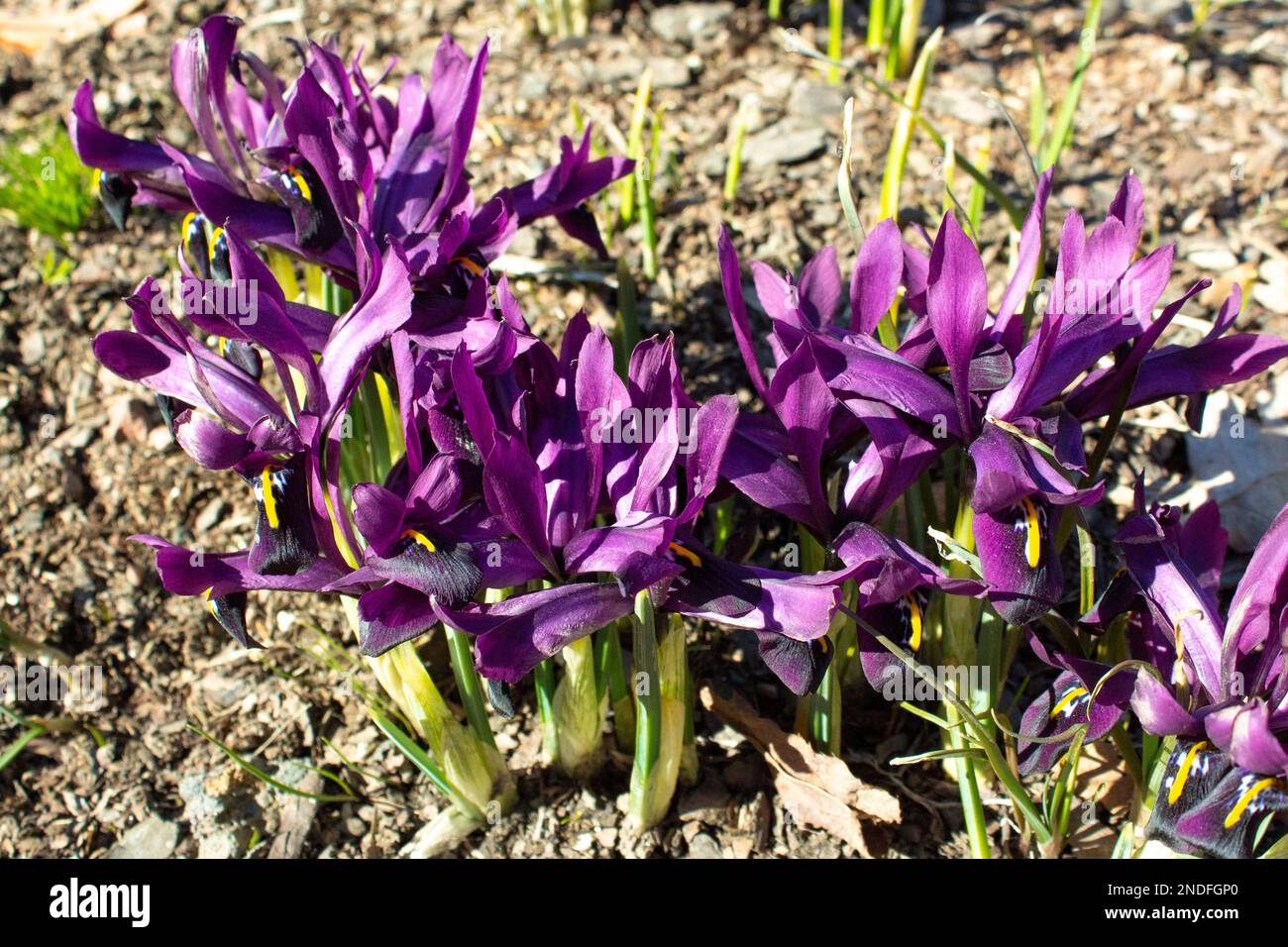 Purple iris flowers. Some of the first spring flowers grow in a flower bed in the garden. The undersized purple iris. Cottage gardens. Stock Photo