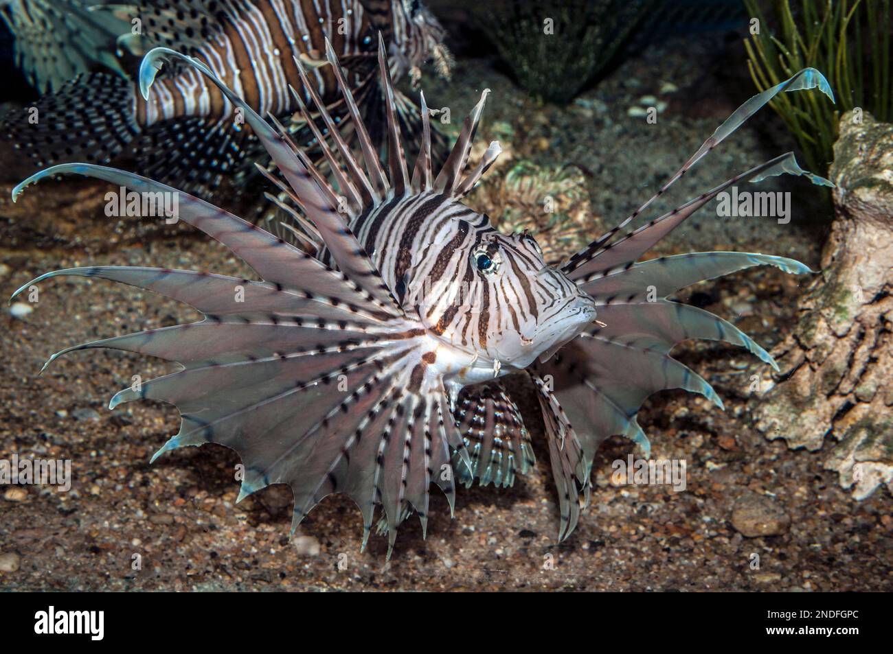 Red lionfish, full body view displaying fins 45 degrees to camera Stock Photo
