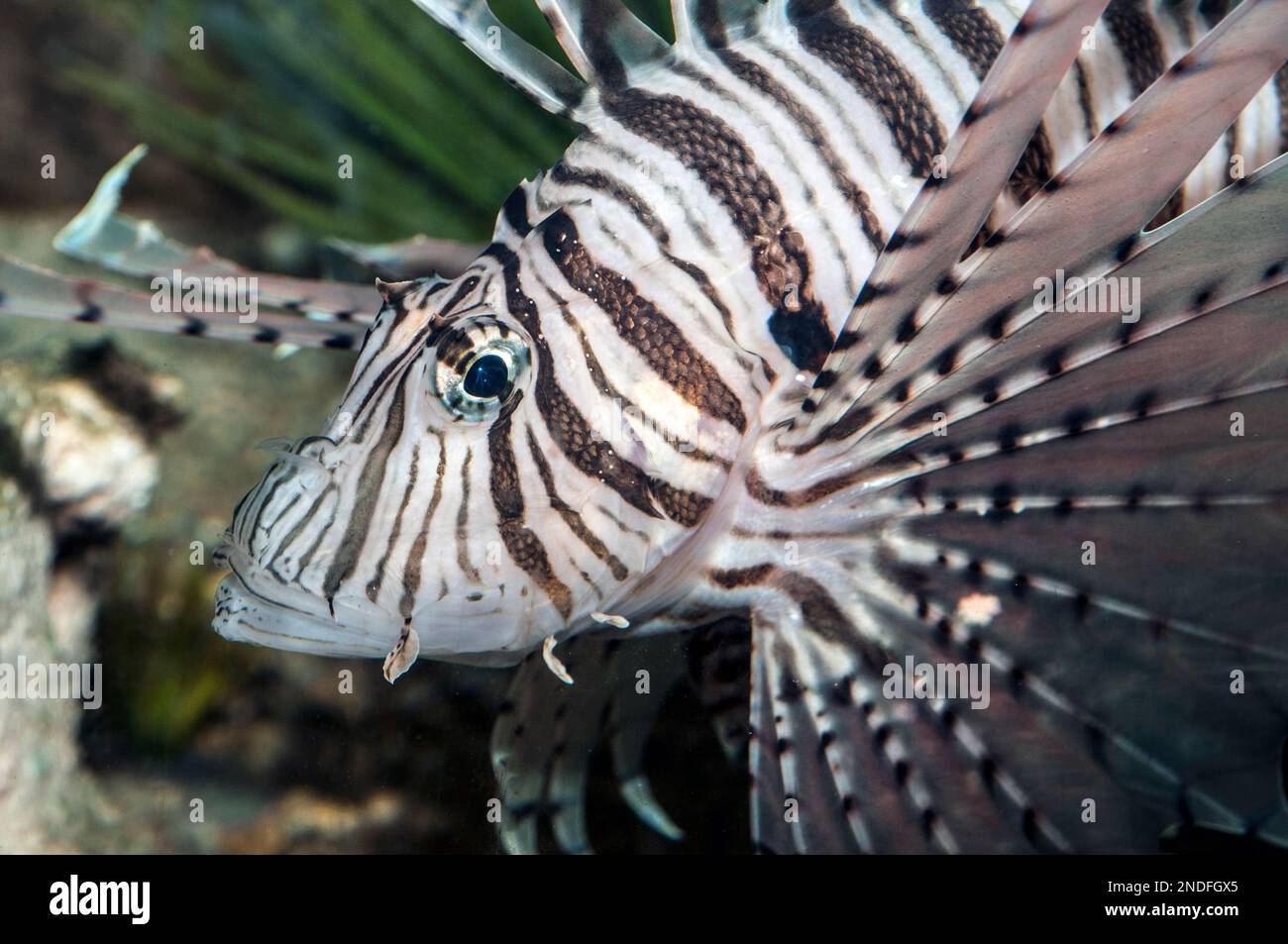 Red lionfish, close-up facing left Stock Photo