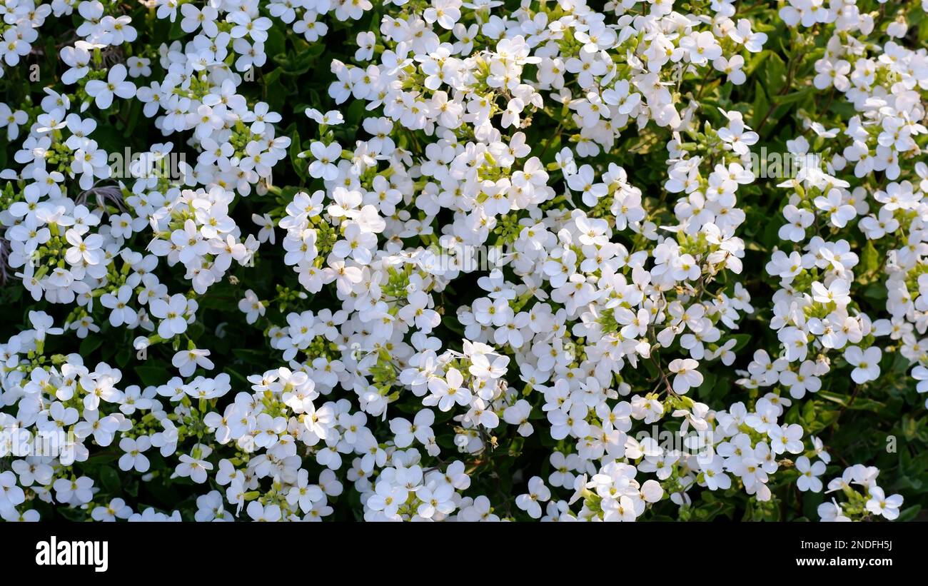 Miniature snow-white alyssum flowers. Low-growing white flowers in a flowerbed in spring. Looks good on alpine slides. Cottage gardens. Stock Photo