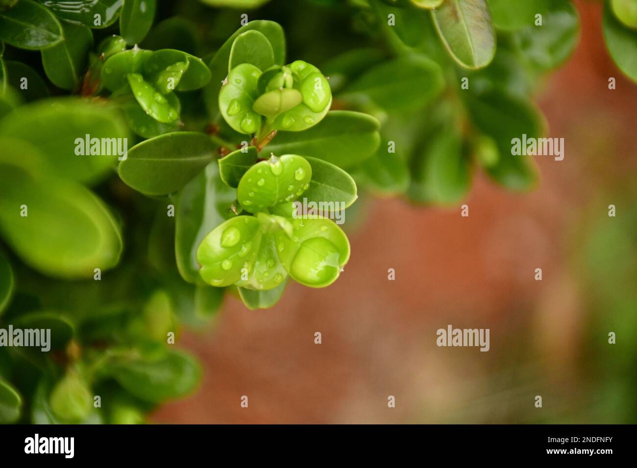 Diagonal lines made by small round leaves with heave raindrops close up. Stock Photo