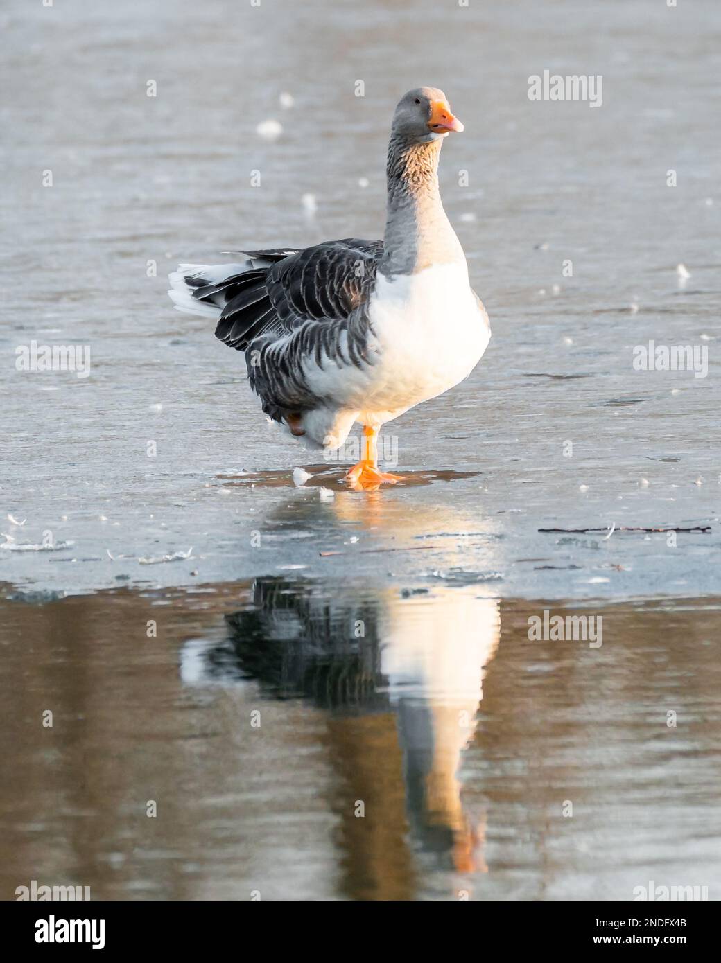 Goose with only one leg sitting in isolation on a thin ice layer. Youth Park of Bucharest, Romania. Injured goose Stock Photo