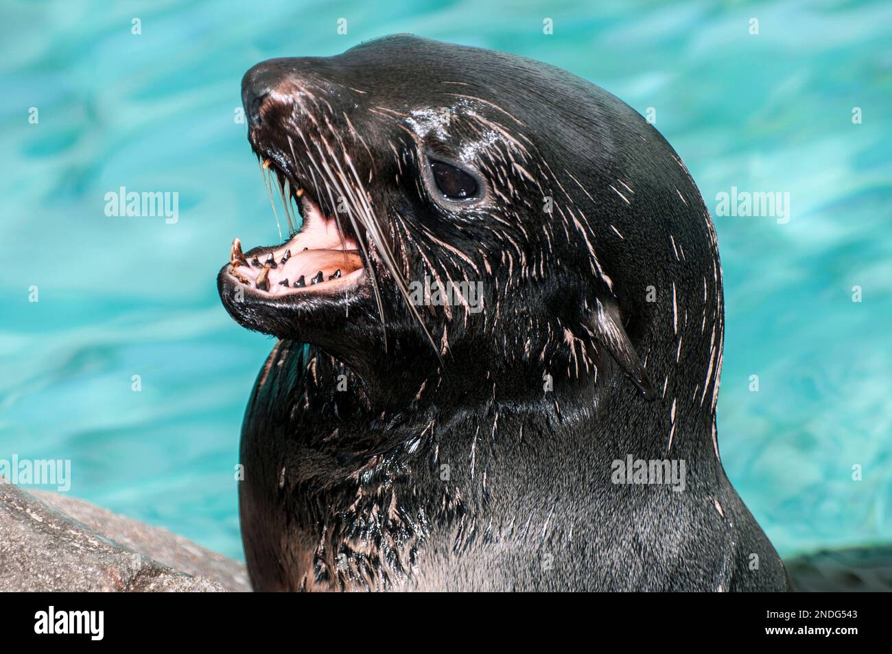 Northern fur seal, close-up with mouth open Stock Photo