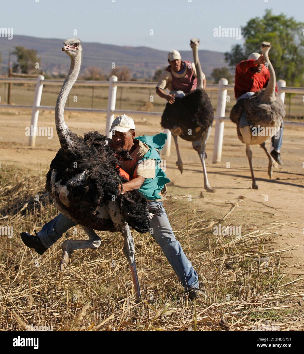 A jockey falls off an ostrich during a race at Highgate Ostrich Show
