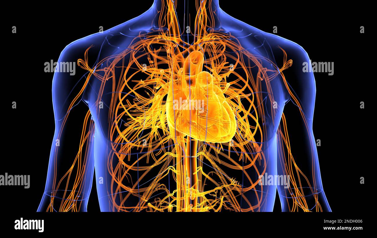 A 3d rendered illustration of organs of the cardiovascular system of a ...