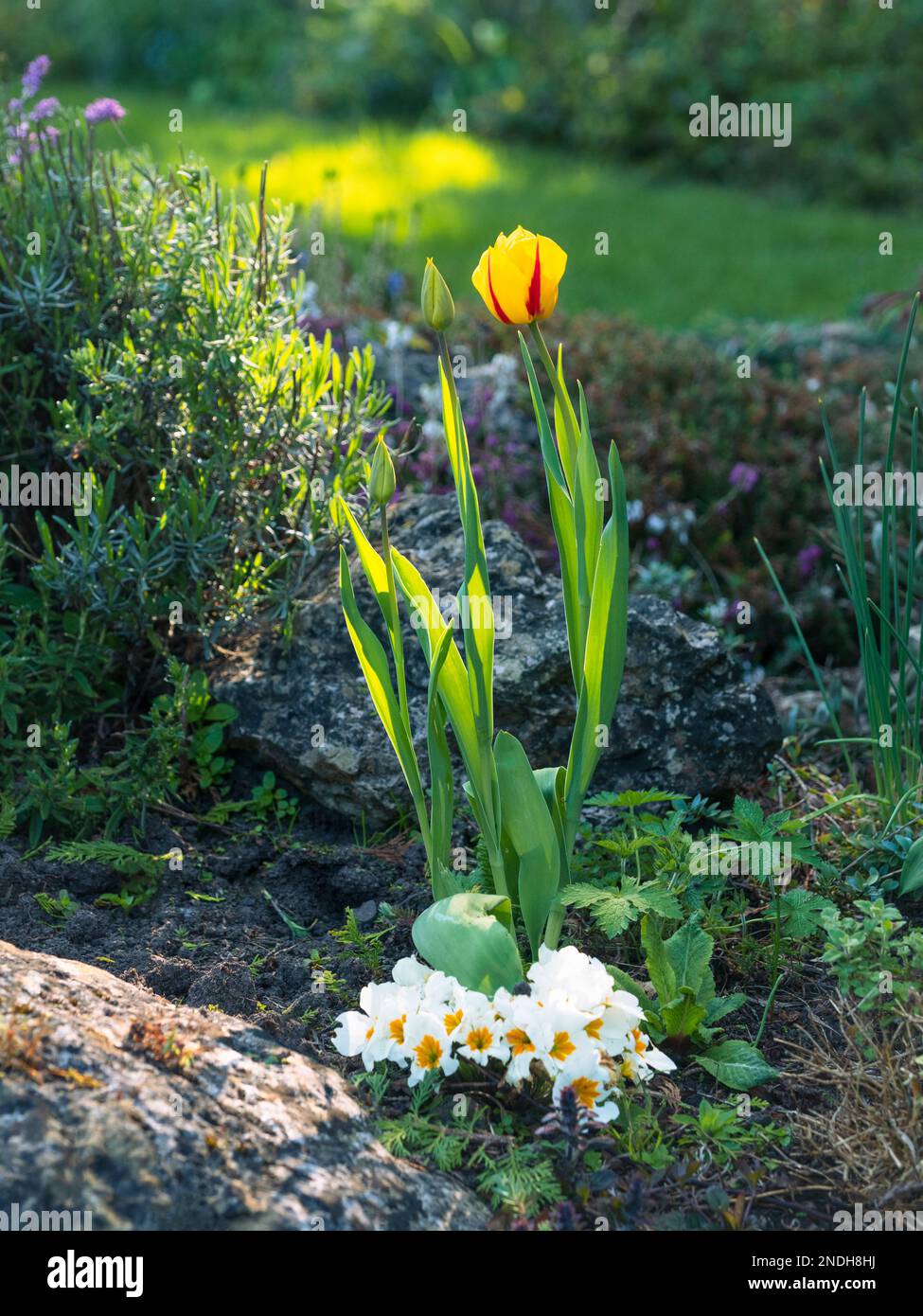 Yellow tulip (tulipa) with red stripe on petals in rock garden border Stock Photo