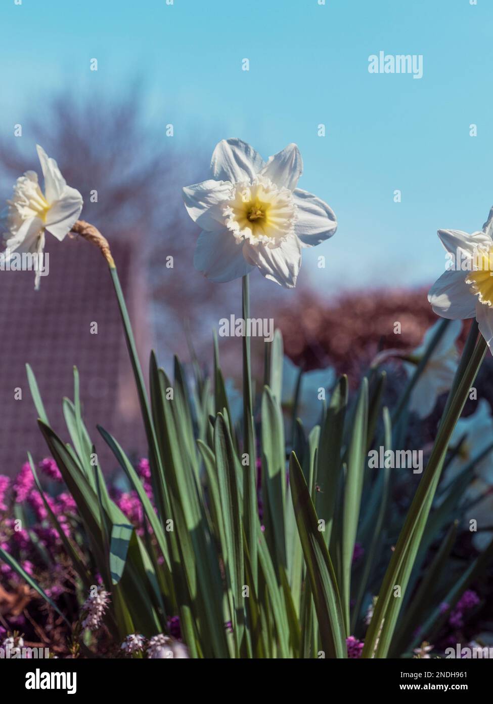 Upward shot of white daffodils (Narcissus) in garden border against blue sky Stock Photo