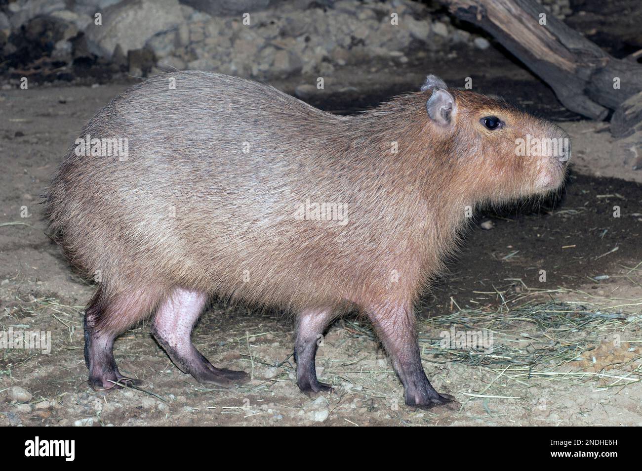 Capybara walking right full body view Stock Photo - Alamy