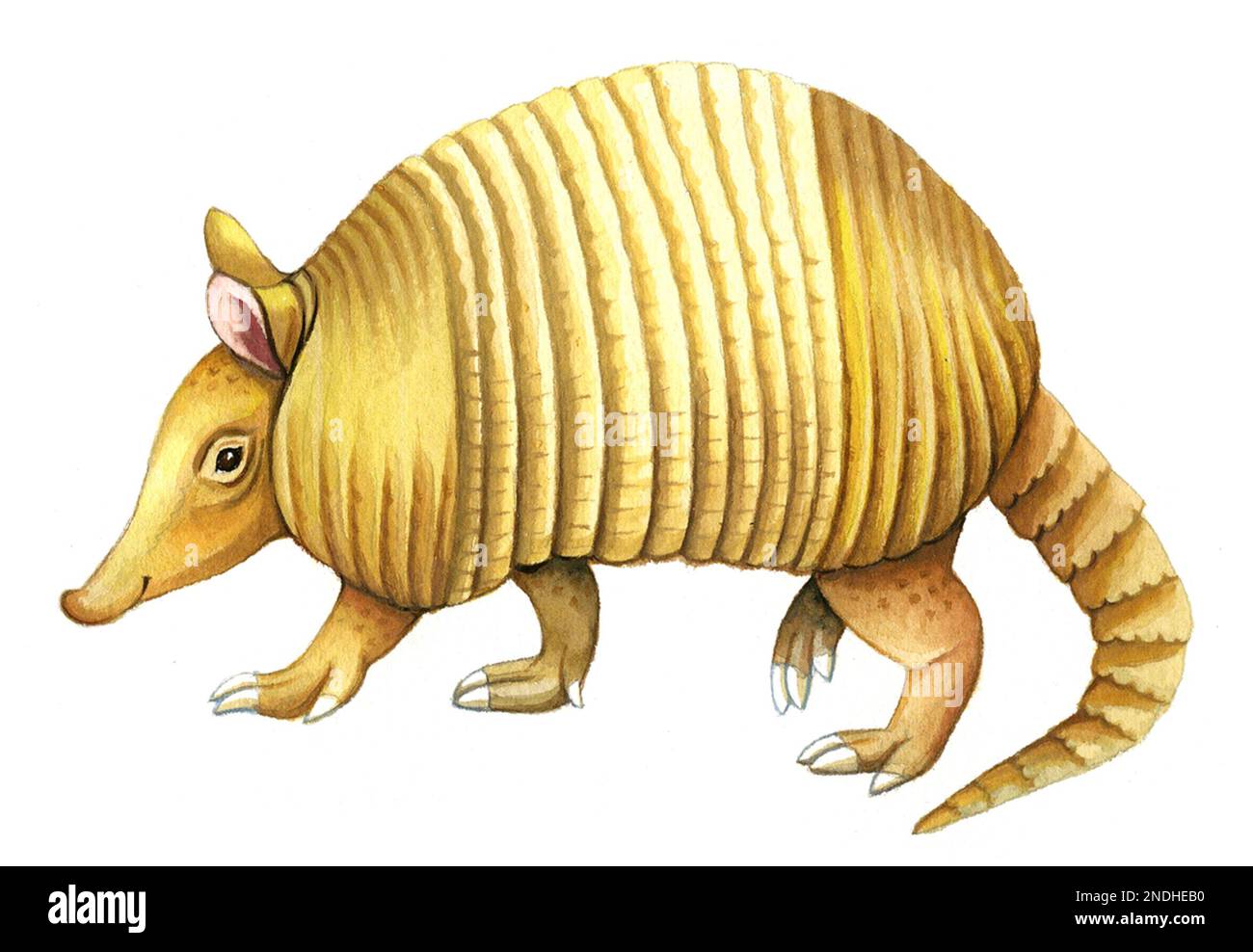 Armadillo on white background Stock Photo - Alamy