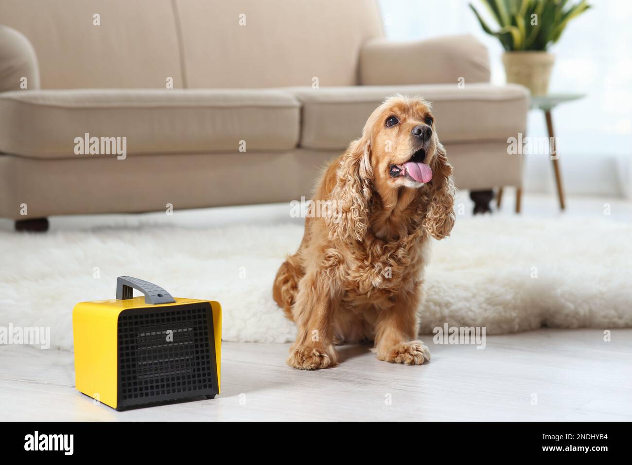 Beautiful cocker spaniel on rug near electric heater at home Stock Photo