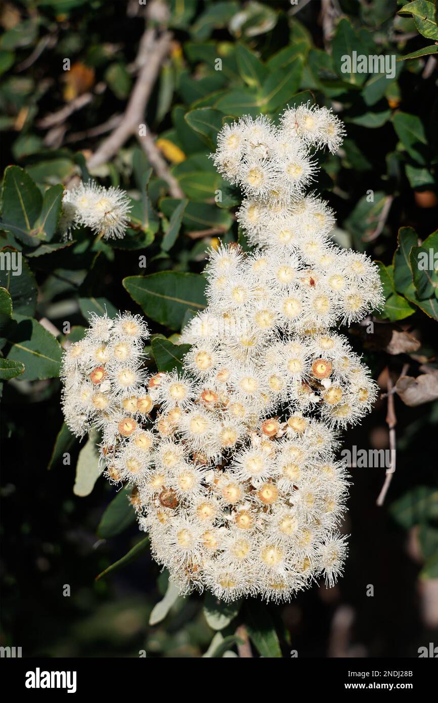 Native flowering trees australia hires stock photography and images