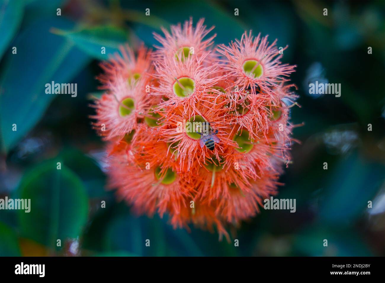 Close up of cluster of bright red gum tree flowers, Victoria, Australia. Stock Photo