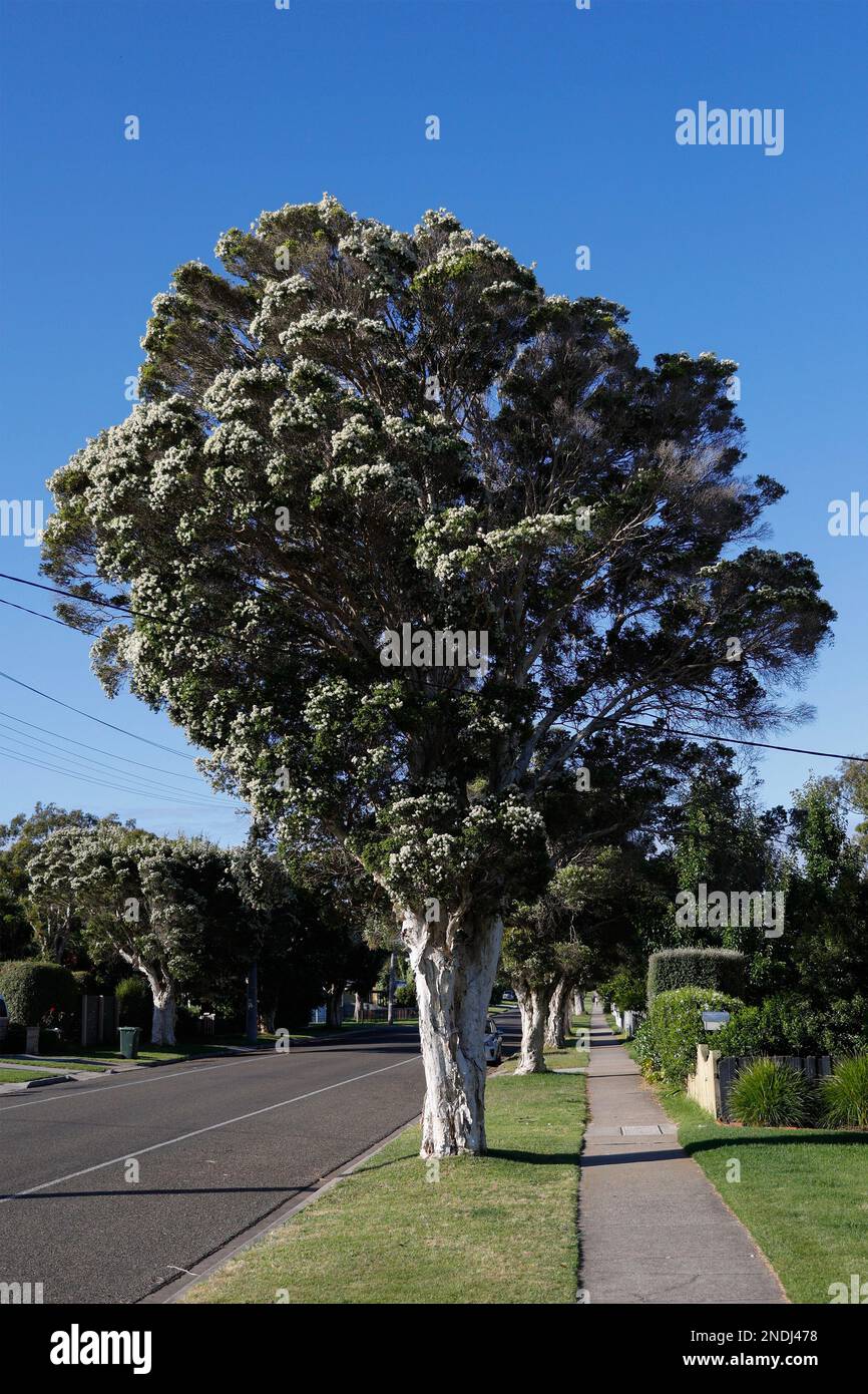 Row of flowering Melaleuca trees in Paynesville, Victoria, Australia. Stock Photo