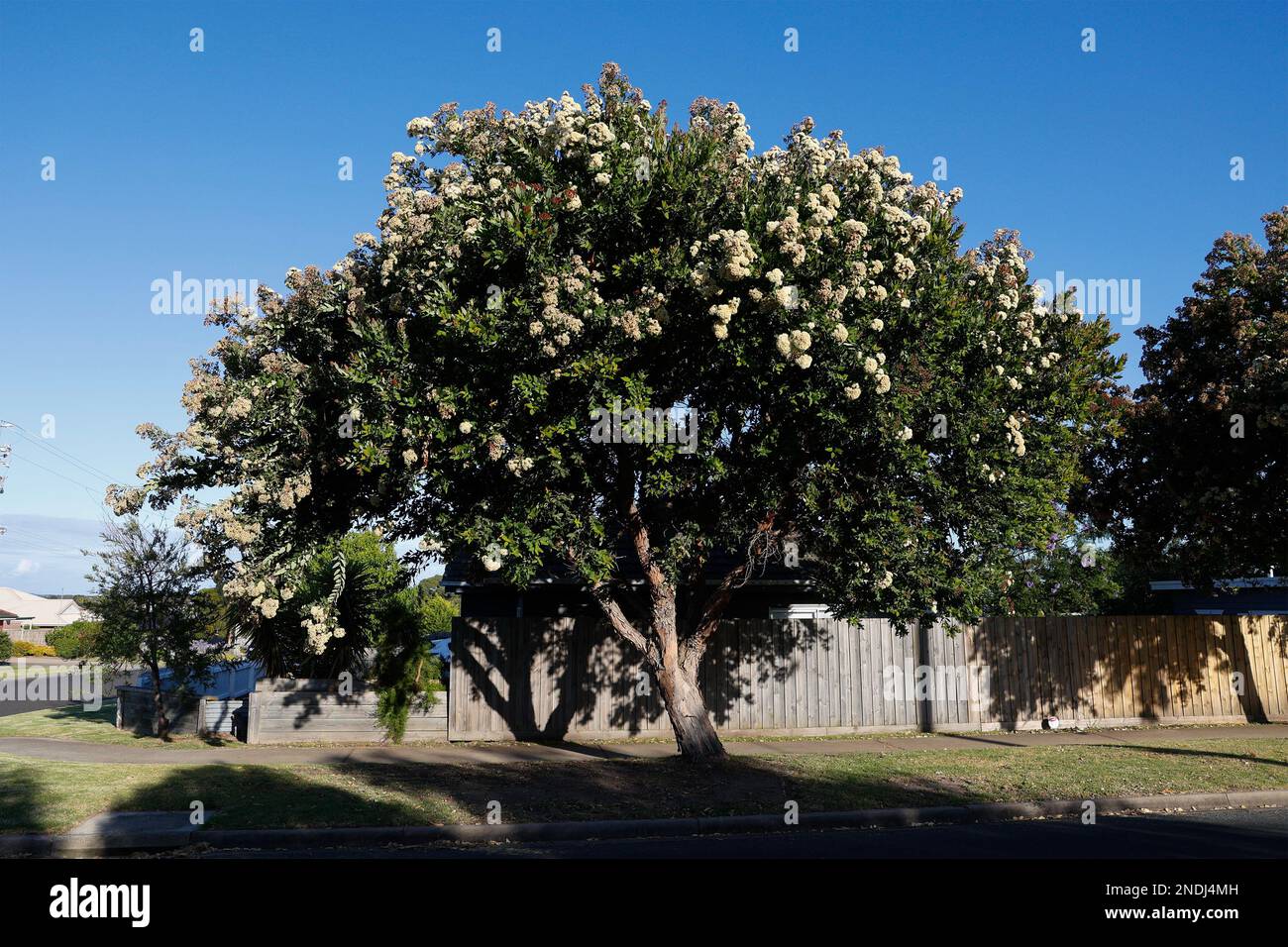 Flowering Melaleuca tree in Paynesville, Victoria, Australia. Stock Photo