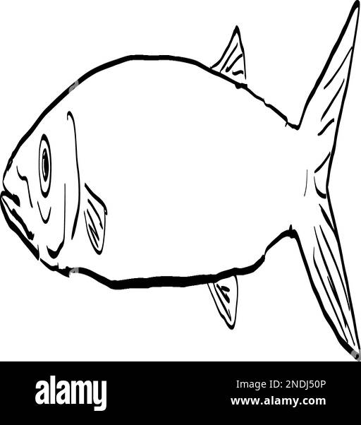 Cartoon style line drawing of a Japanese barracuda Sphyraena japonica  a fish endemic to Hawaii and Hawaiian archipelago on isolated background in bla Stock Vector