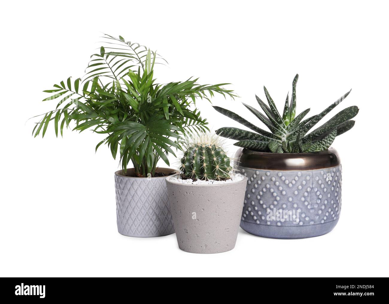 Different house plants in pots isolated on white Stock Photo Alamy