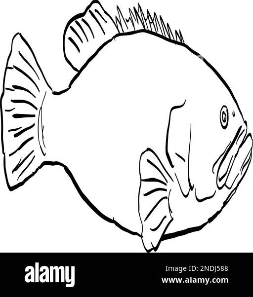 Cartoon style line drawing of a giant grouper Epinephelus lanceolatus,  Queensland grouper, brindle grouper or mottled-brown sea bass a fish endemic t Stock Vector