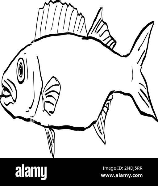 Cartoon style line drawing of an oilfish Ruvettus pretiosus a species ...
