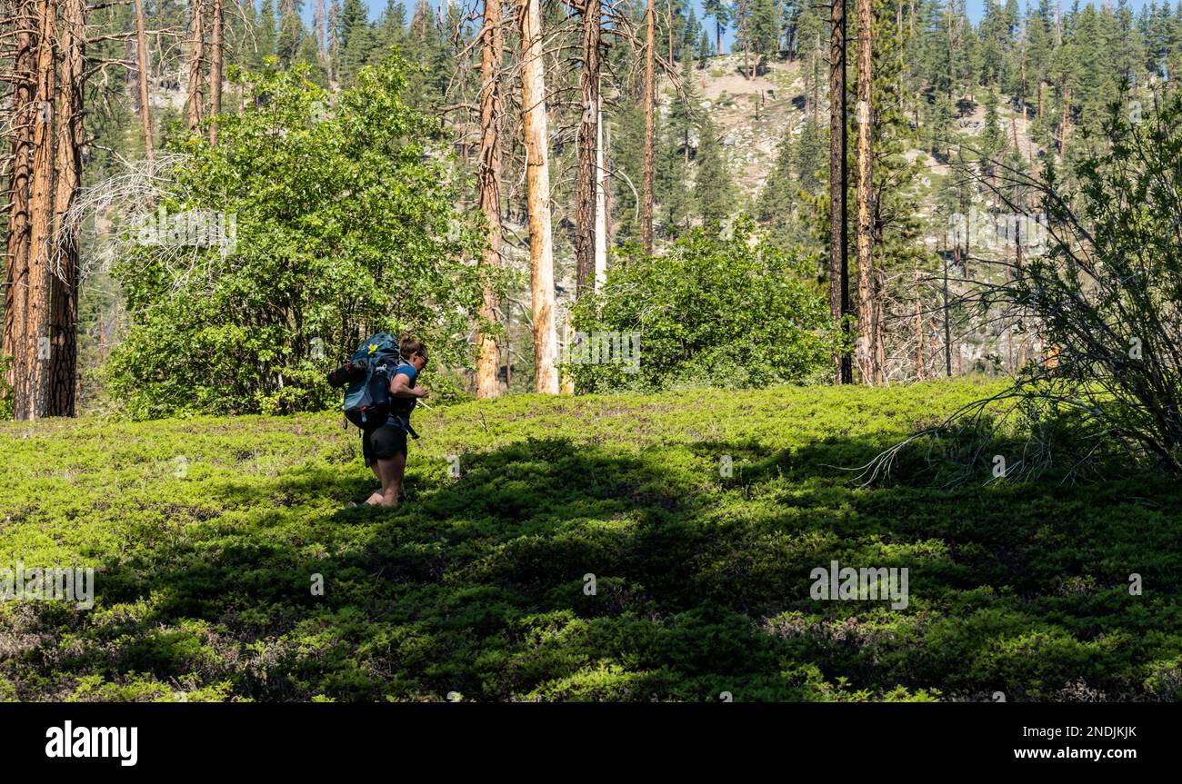 Woman Trudges Through Thick White Thorn Growing Over Trail in Kings Canyon National Park Stock Photo