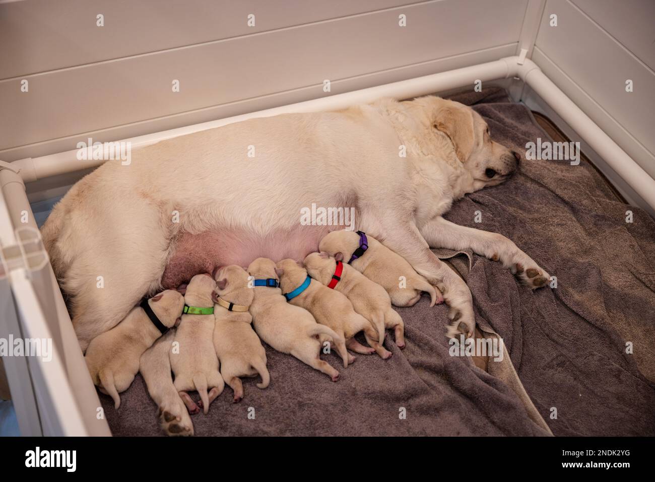 Newborn English Labrador puppies and Mom nursing in their whelping box. Stock Photo