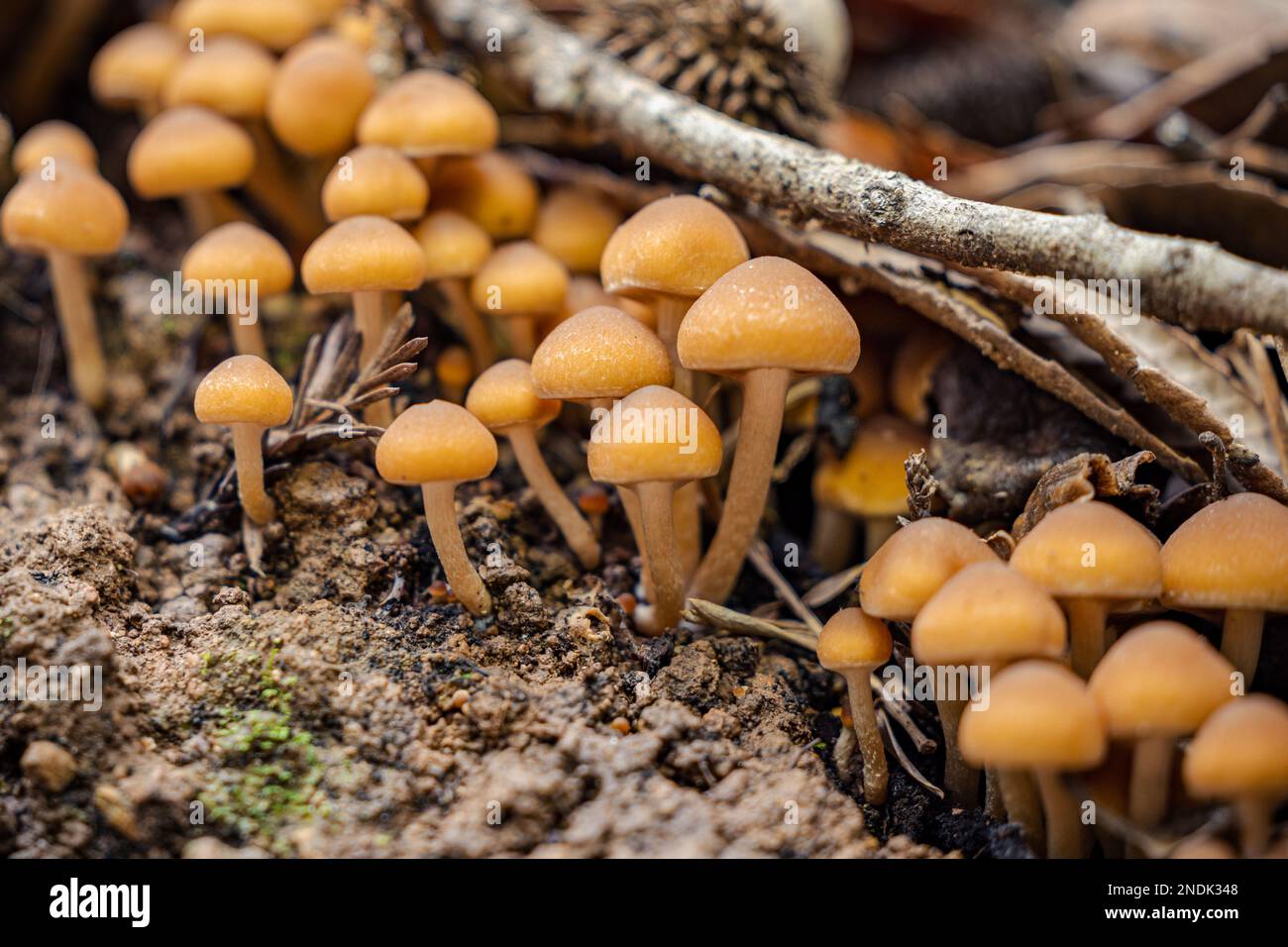 A cluster of mushrooms after a winter storm at Mt. Madonna county park
