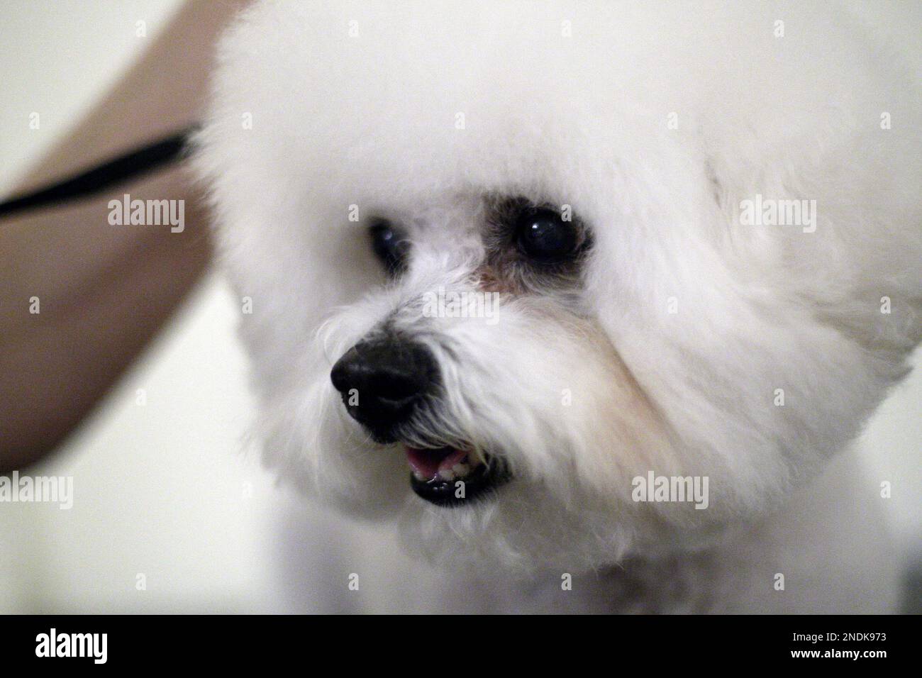 Special Times Just Right, a Bichon Frises, winner of Best in Show at