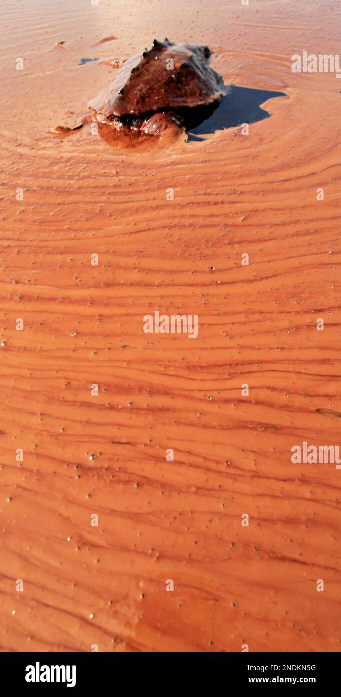 A dead turtle floats on a pool of oil from the Deepwater Horizon spill