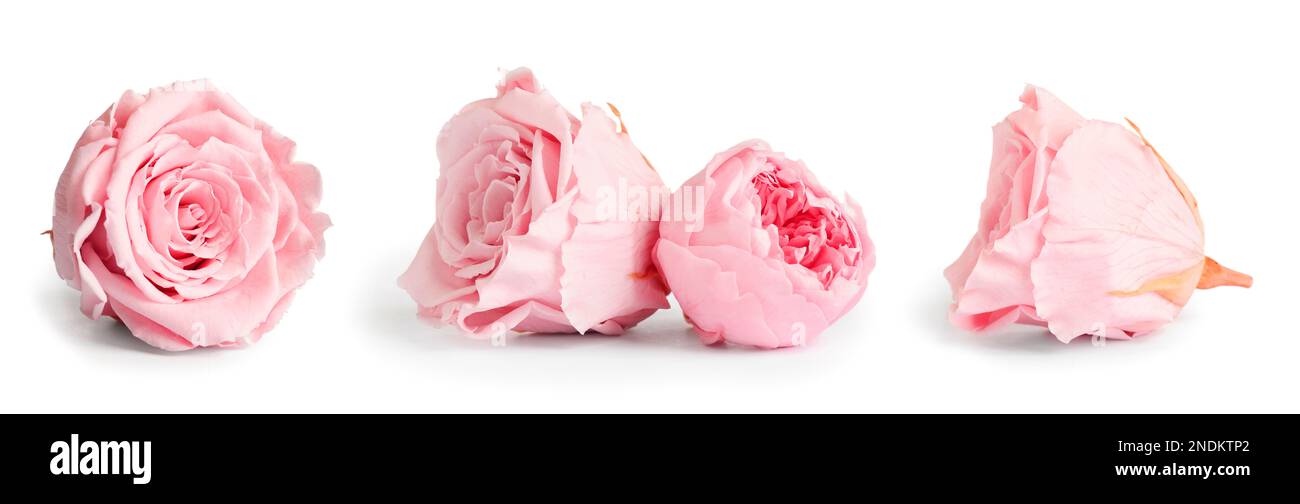 Set with beautiful dry flowers on white background, banner design Stock ...