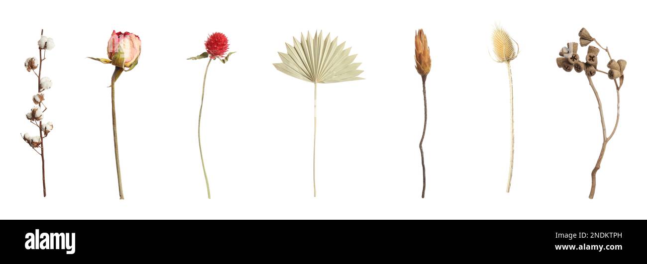 Set with beautiful dry flowers on white background, banner design Stock ...