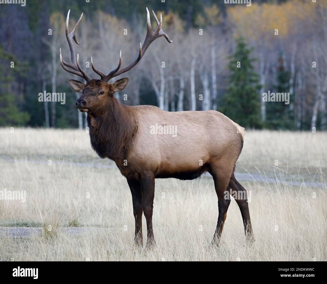 Bull elk with antlers standing in a grassy clearing in autumn, Jasper National Park, Alberta