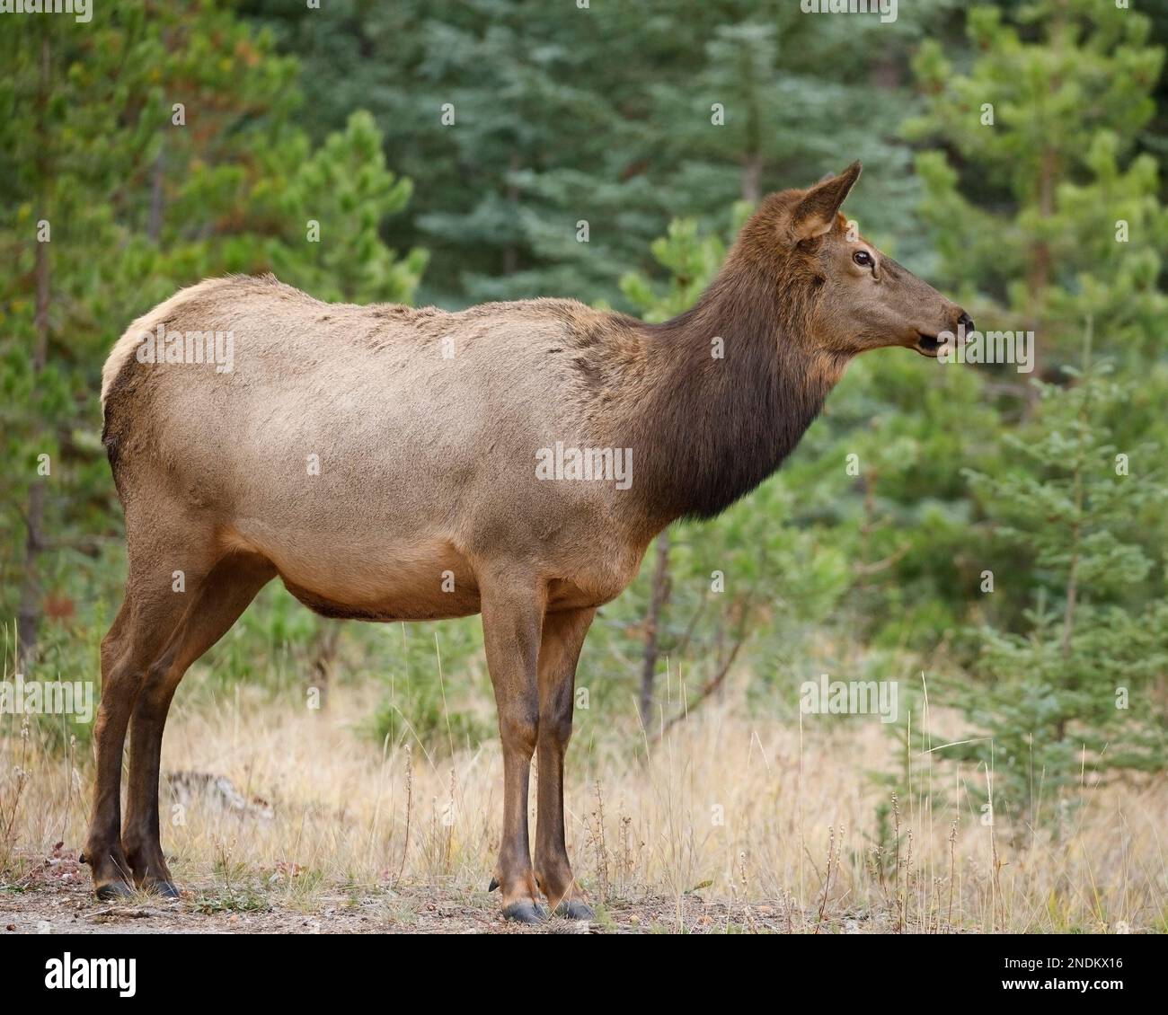 Female elk standing in the forest, Jasper National Park, Alberta, Canada. Cervus canadensis Stock Photo