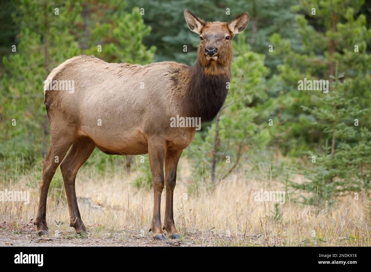 Female elk standing in the forest, Jasper National Park, Alberta
