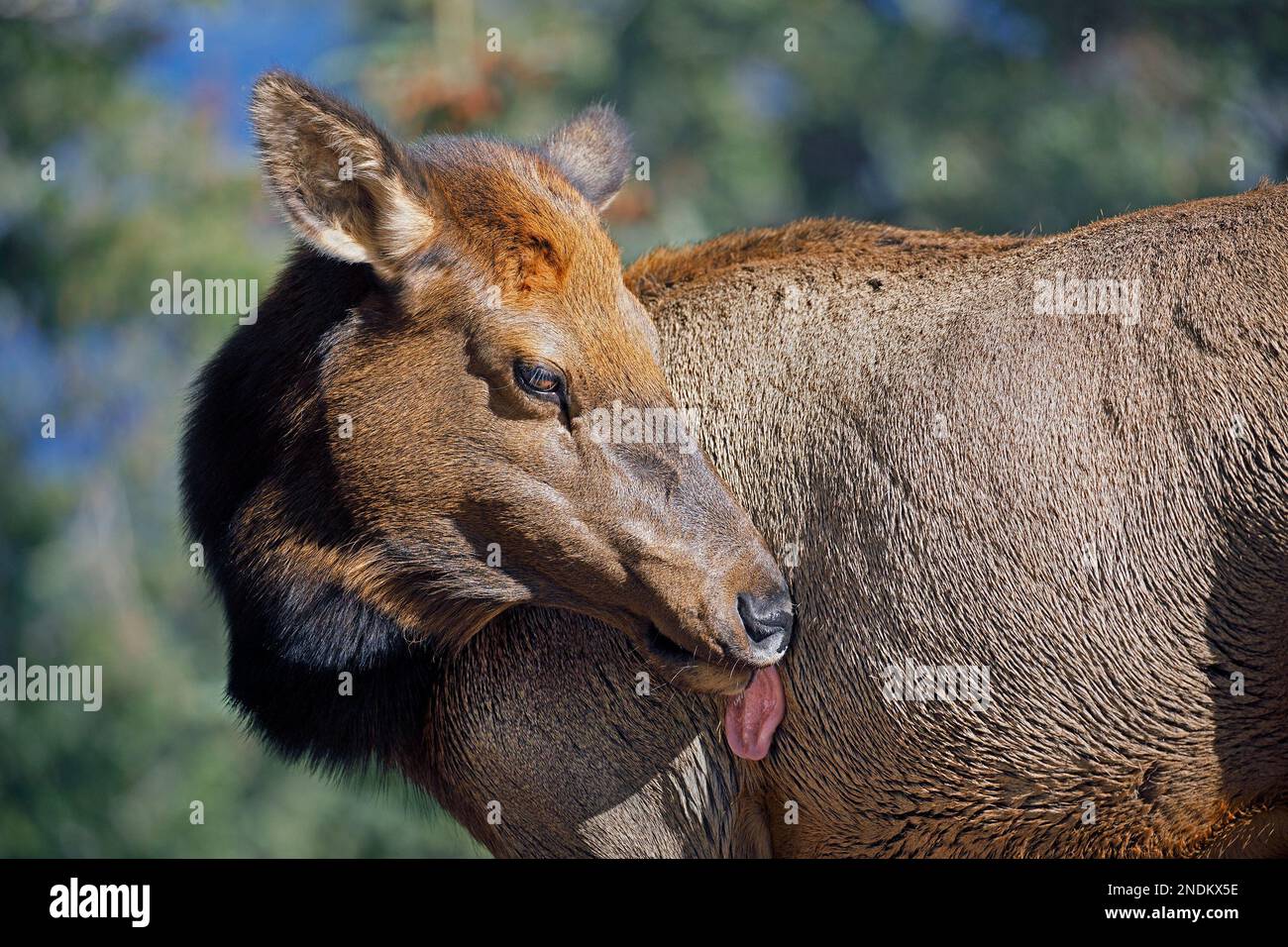 Female elk grooming, licking herself with tongue out. Jasper National Park, Alberta, Canada. Cervus canadensis Stock Photo