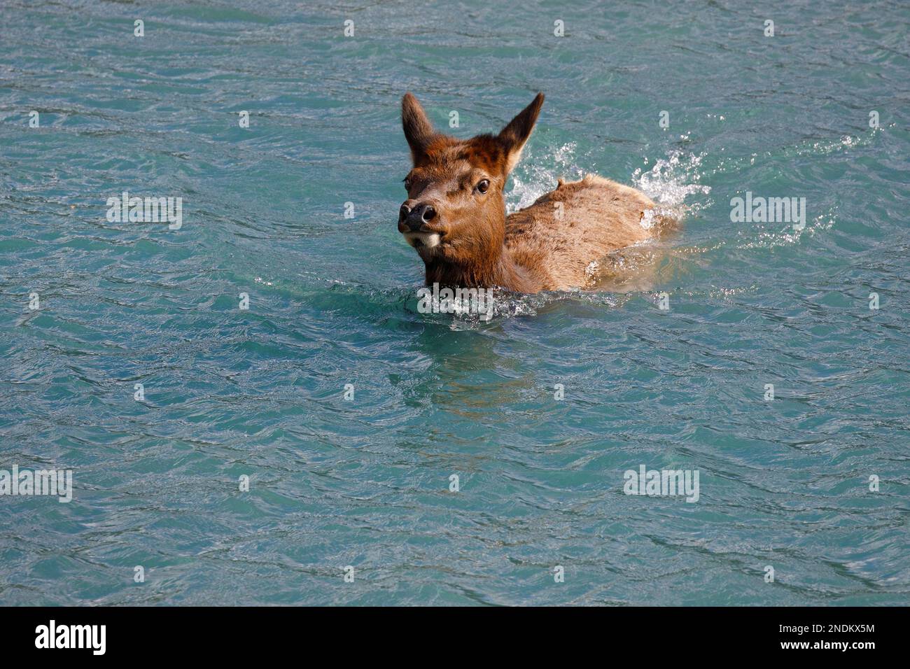 Female elk swimming through deep water while crossing the Athabasca
