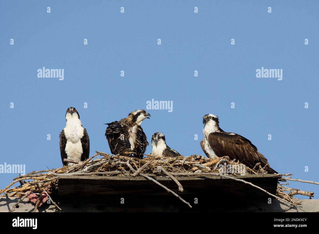 Osprey parent bird (on right) with three fledglings perching on nest