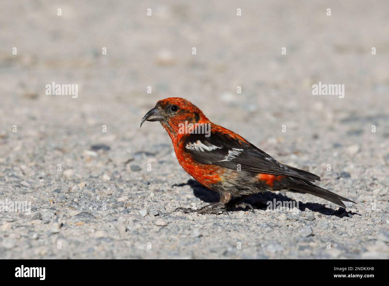 White-winged crossbill male bird on the ground to eat grit for digestion. Jasper National Park, Alberta, Canada. (Loxia leucoptera leucoptera) Stock Photo